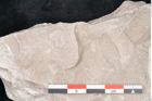 Foto (Detailansicht) von Dictyopteris brongniarti Gutb. (NHMW-GEO-2024-0188-10782)